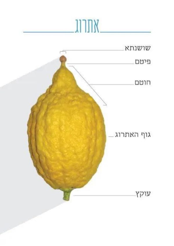 ⁦סט ארבעת המינים - ספרדי מרוקאי - מהודר⁩ – תמונה ⁦2⁩